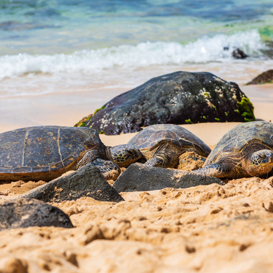 Vi besøger også Laniakea Beach, hvor vi kan se mange skildpadder...