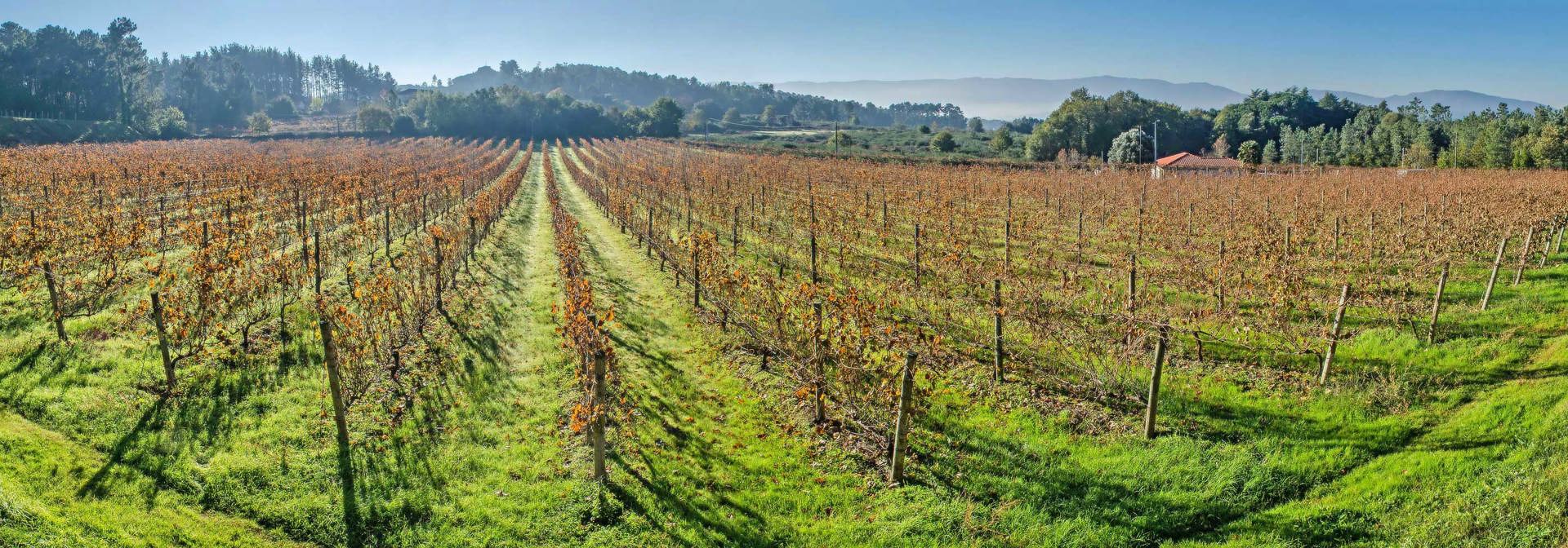 Wide Image Vineyard