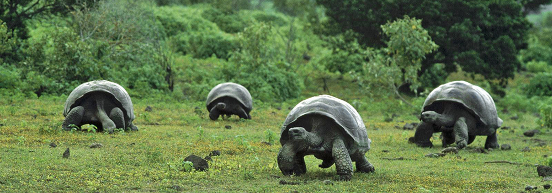 galapagos_skildpadde_12