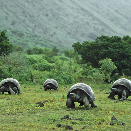 galapagos_skildpadde_12