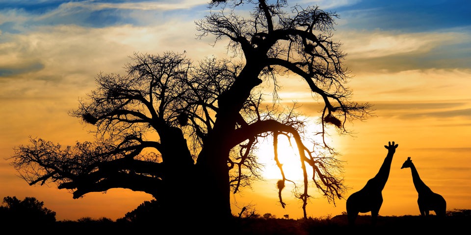 video_sydafrika_natur_baobab_trae_giraf_solnetgang_01