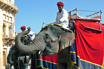 Indien - indien_elefant_01