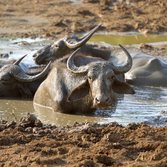 sri lanka - yala national park_boeffel_01