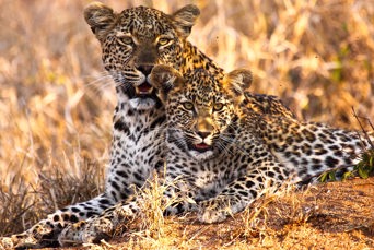 sydafrika - sydafrika_natur_leopard_01