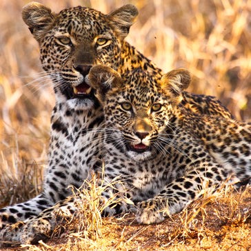 sydafrika - sydafrika_natur_leopard_01