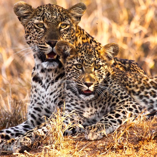 sydafrika - sydafrika_natur_leopard_01