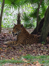 Tulum Xcaret Jaguar 620988026