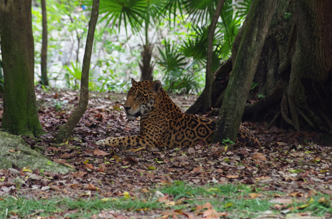 Tulum Xcaret Jaguar 620988026