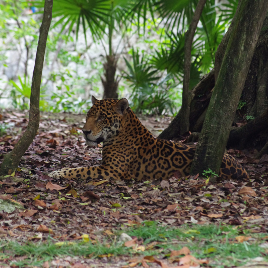 Tulum Xcaret Jaguar 620988026