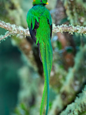 guatemala_puerto_quetzal_bird_02_hf