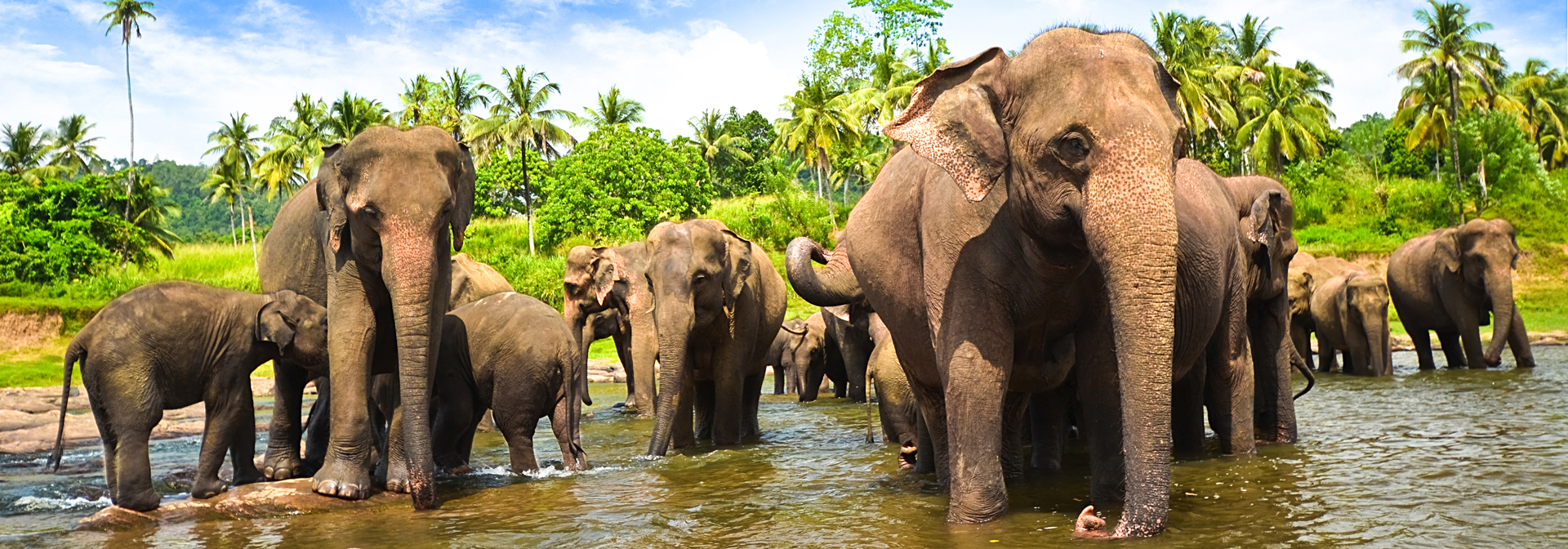 sri lanka - minneriya nationalpark_elefant_07