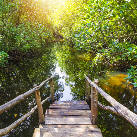 zanzibar_jozani_regnskov_02