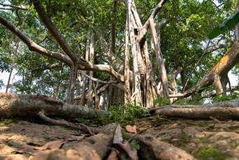 Khao Luang National Park Khanom 01