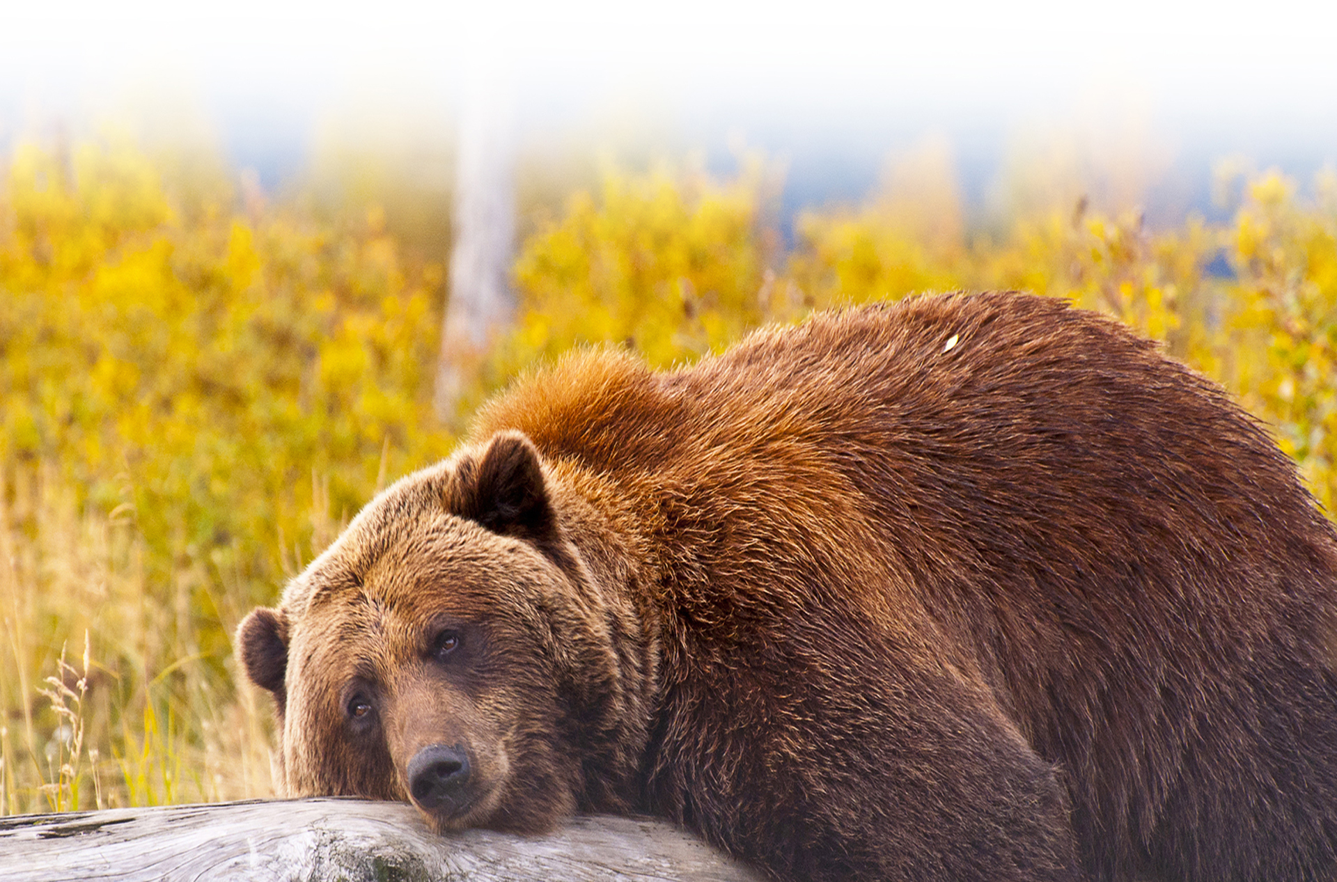 usa - alaska_bjoern_01