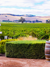 australien - adelaide_barossa_vintur_01