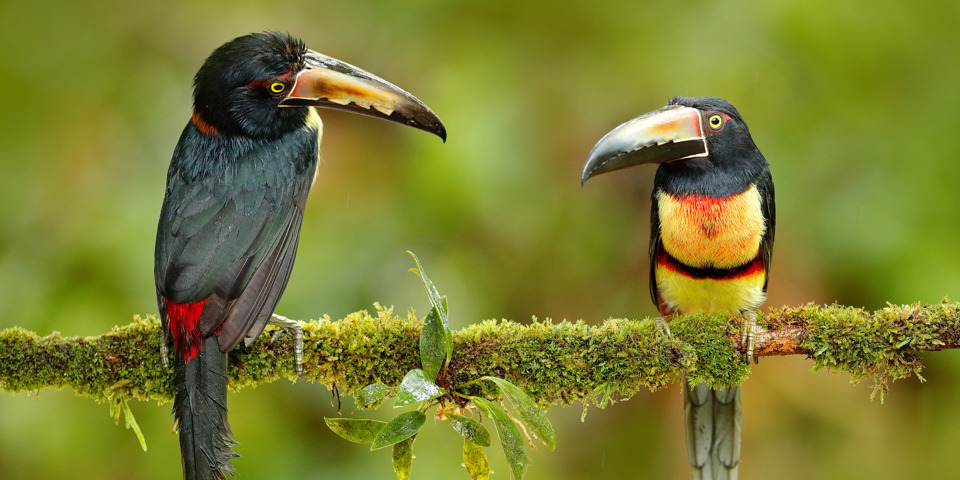 costa rica - costa rica_tucan fugl_02