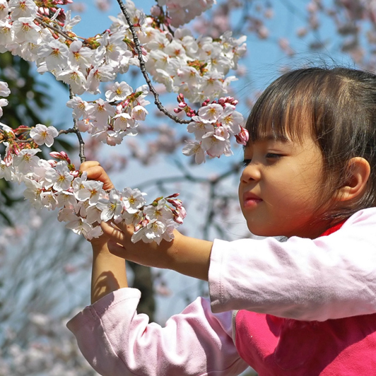 japan - japan_sakura_kisebaertrae_pige_01_hf