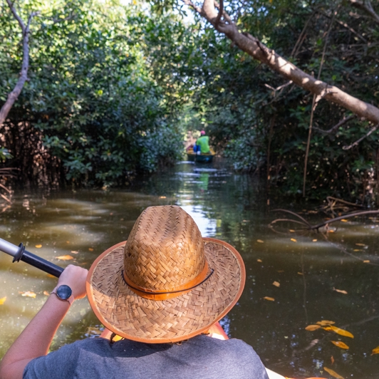 Kayak I Mangrove