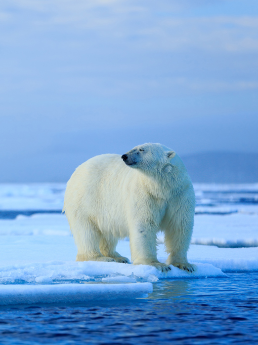 norge - Svalbard_isbjoern_02