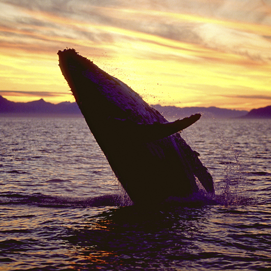 canada - tadoussac_hval_06_lysnet