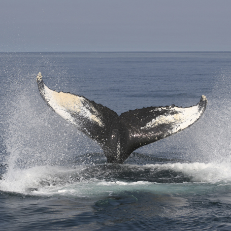 canada - bay of fundy_hval_01