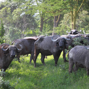 kenya_nakuru_boefler_01