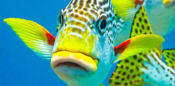 australien - great barrier reef_fisk_01