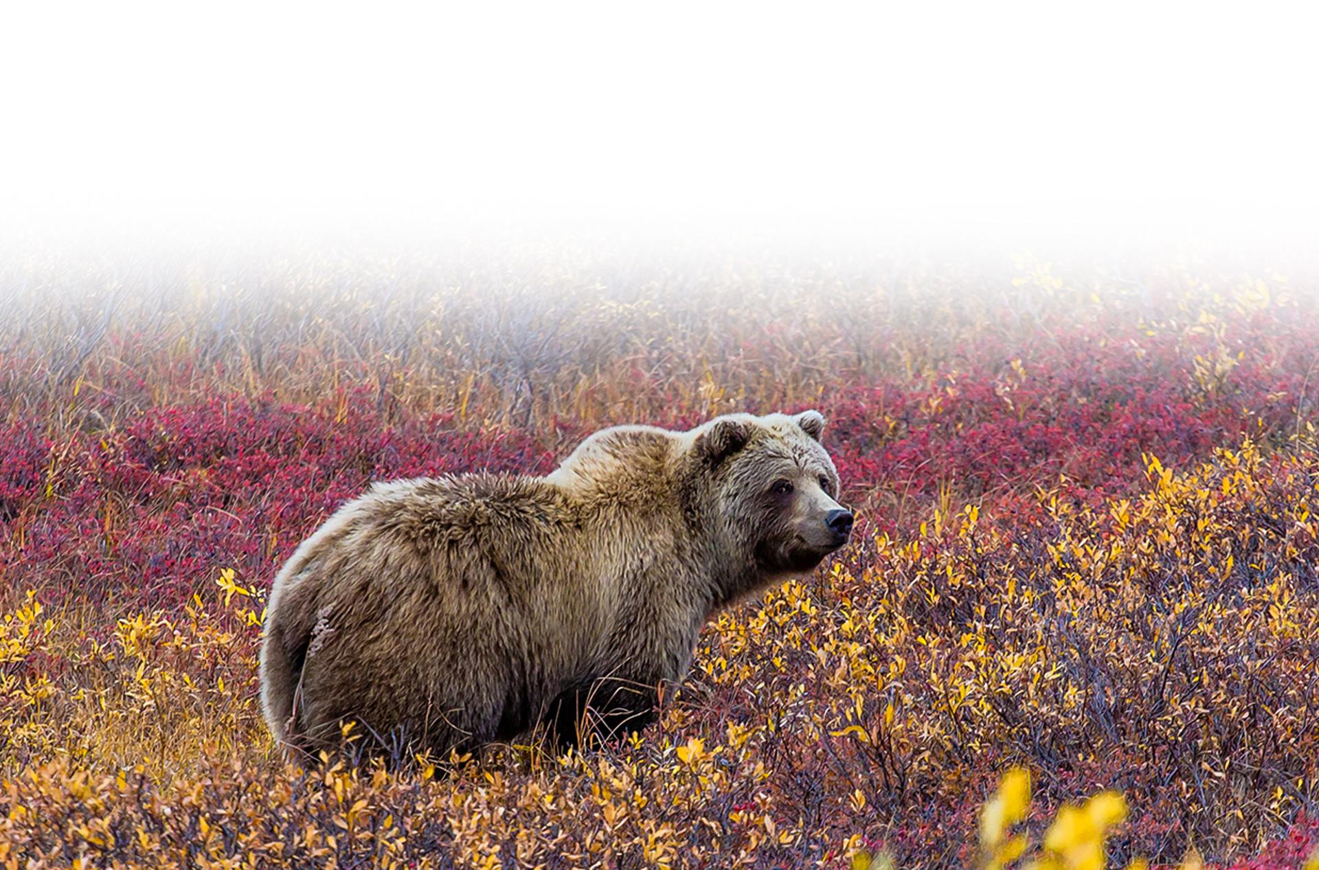 denali national park_bjoern_02