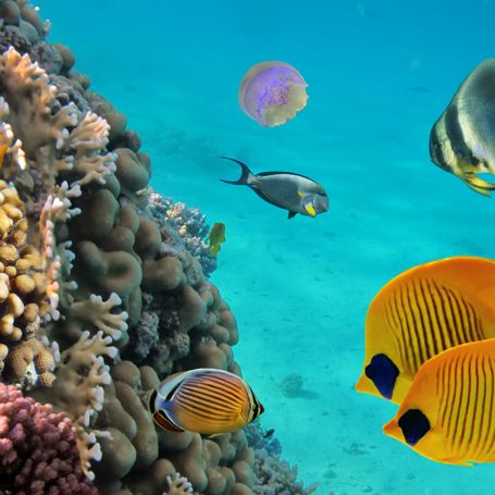 Snorkeling Coral And Fish 110084042