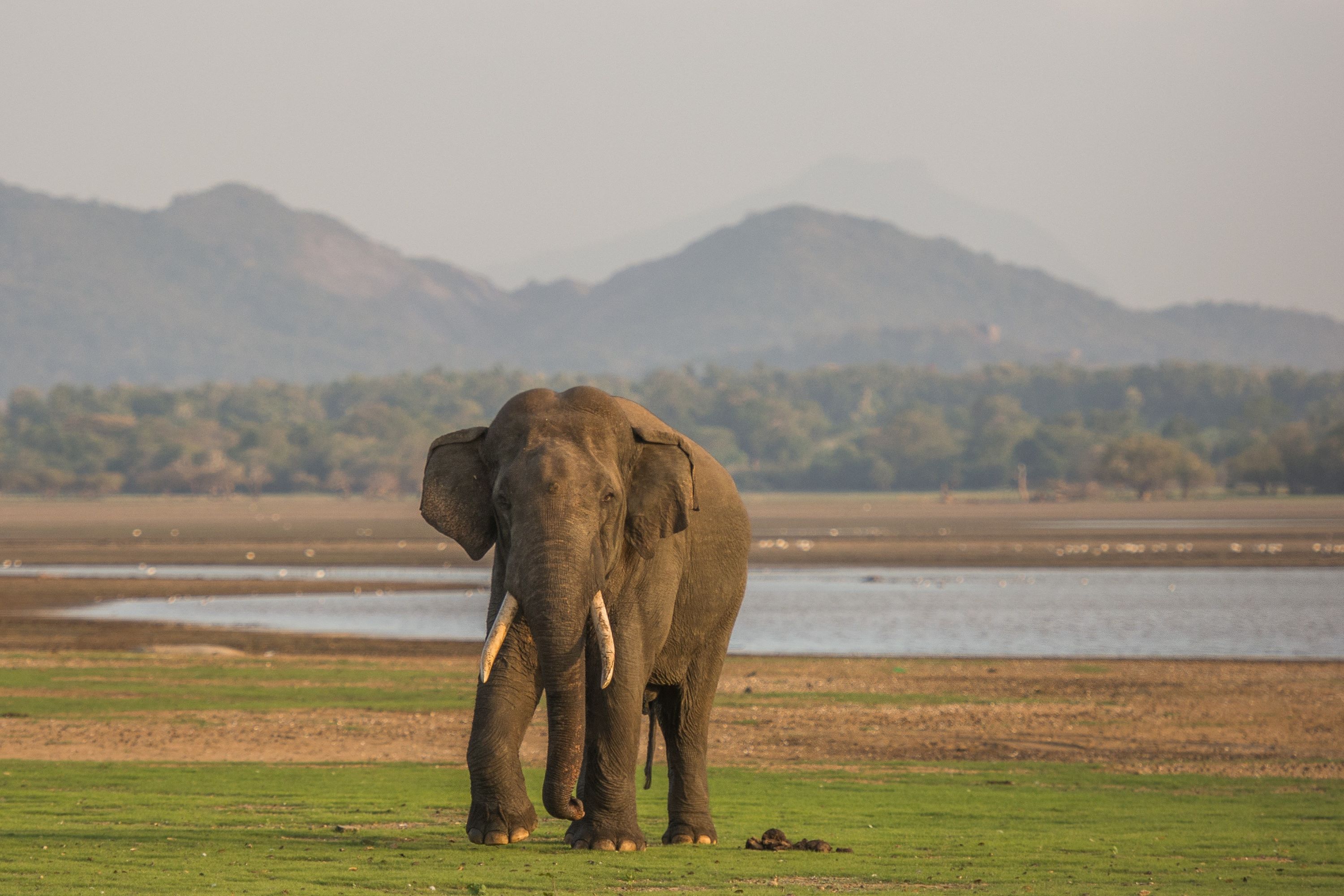 Wilpattu National Park Elefant 2380878609