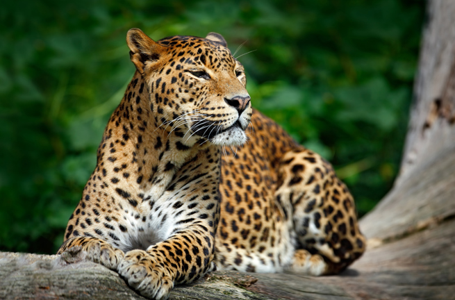 Yala National Park Leopard 08
