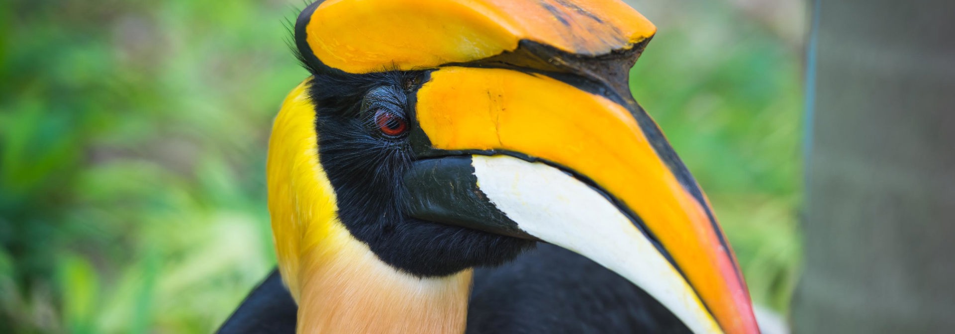 malaysia/borneo - borneo_næsehornsfugl_02