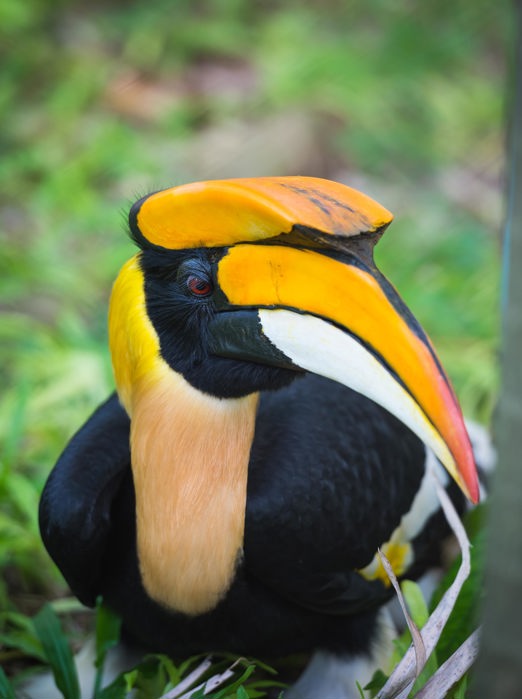 malaysia/borneo - borneo_næsehornsfugl_02