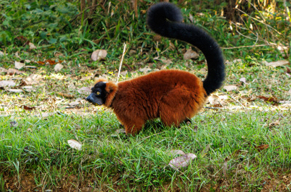 Madagaskar 9