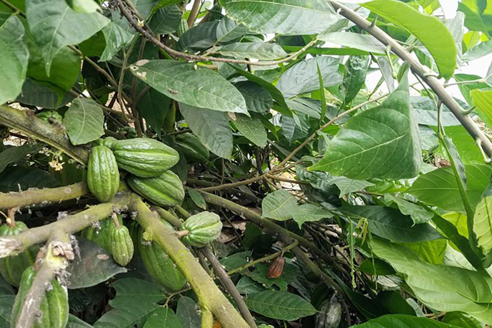 costa rica - Monteverde familiegård okse04