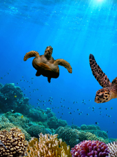 galapagos_dykning_snorkel_skildpade_01