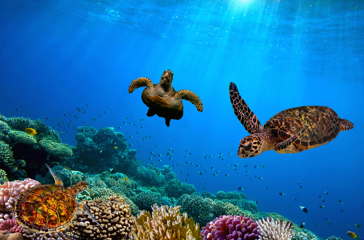 galapagos_dykning_snorkel_skildpade_01