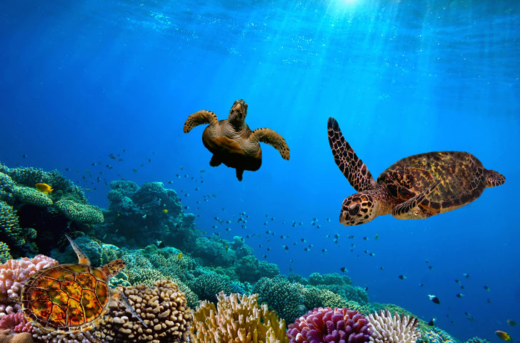 galapagos_dykning_snorkel_skildpade_01