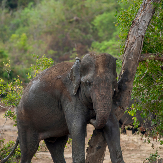 sri lanka - Wasgamuwa_02