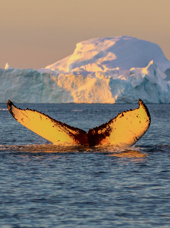 diskobugten_qeqertarsuaq_hval med isbjerg_02