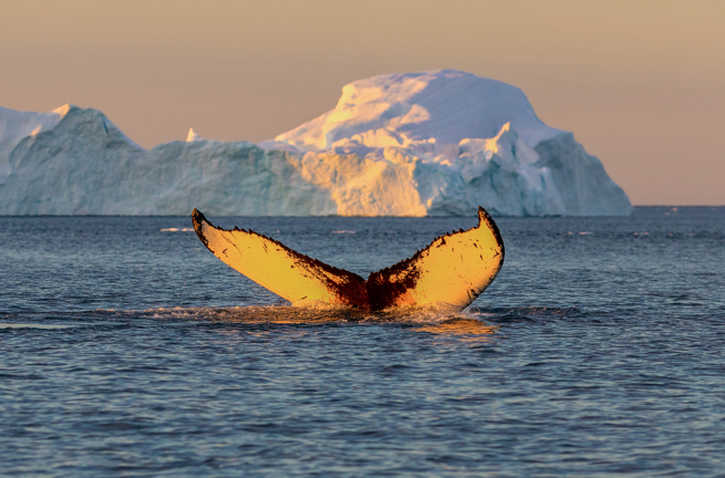 diskobugten_qeqertarsuaq_hval med isbjerg_02
