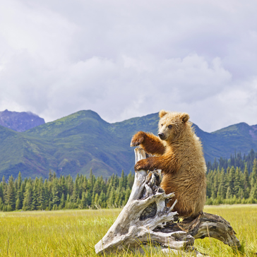 denali national park_dyr_bjoern_02_hf