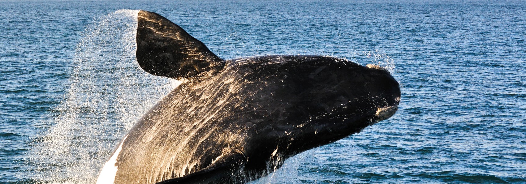 sydafrika - plettenburg bay_hval_spring_01