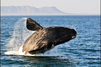 sydafrika - plettenburg bay_hval_spring_01