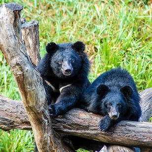 laos - luang prabang_bear rescue center_01