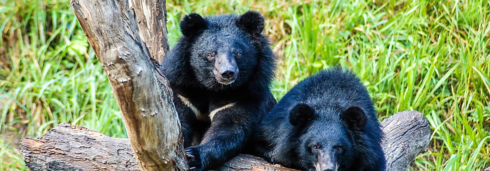 laos - luang prabang_bear rescue center_01