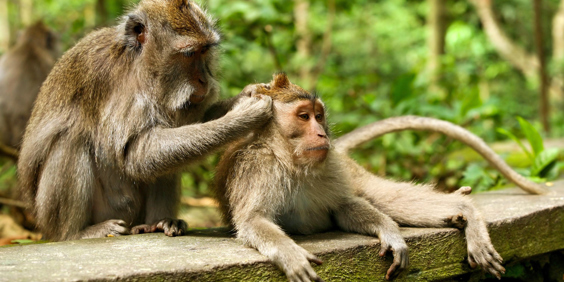 bali - ubud_monkey forrest_06