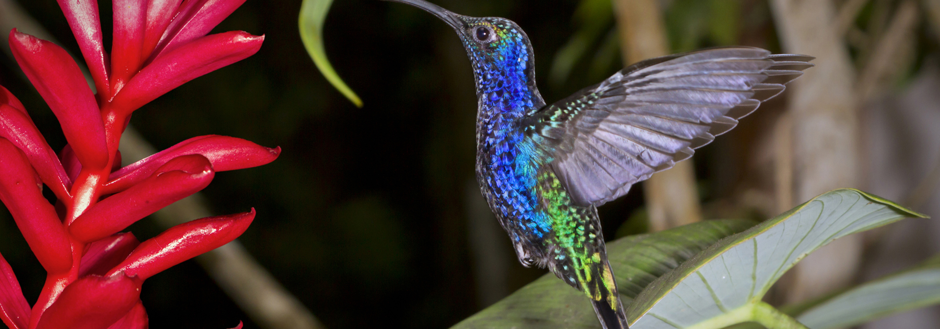 costa rica - monteverde_kolibri_03