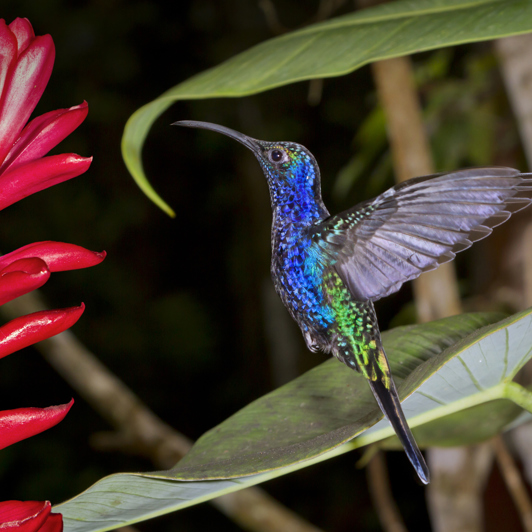 Monteverde regnskoven er hjemsted for kolibrier