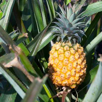 costa rica - costa rica_ananas_01